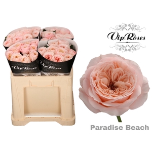 R KL PARADISE BEACH x40