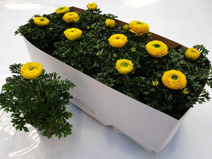 <h4>RANUN SPRINK YELLOW</h4>