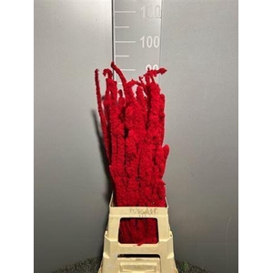 Betula Flocked Red Rosso