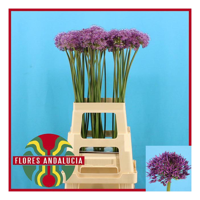 <h4>ALLIUM GLADIATOR</h4>