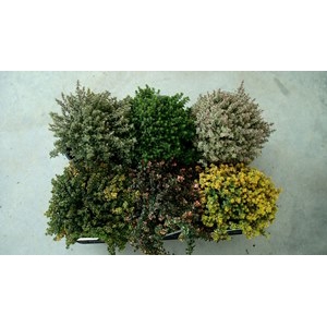 Rosmarinus officinalis overig