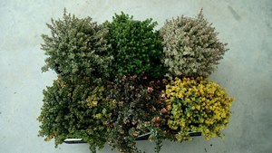 <h4>Rosmarinus officinalis overig</h4>
