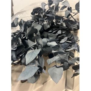 GESTABILISEERD EUC STUARTIANA BLAUW