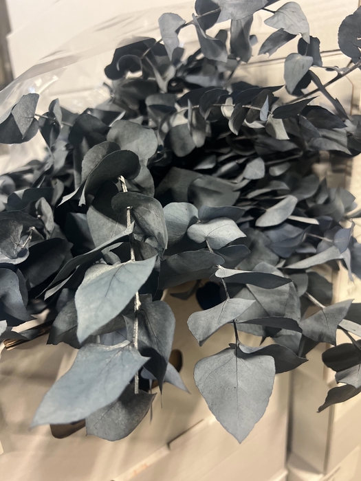 <h4>GESTABILISEERD EUC STUARTIANA BLAUW</h4>