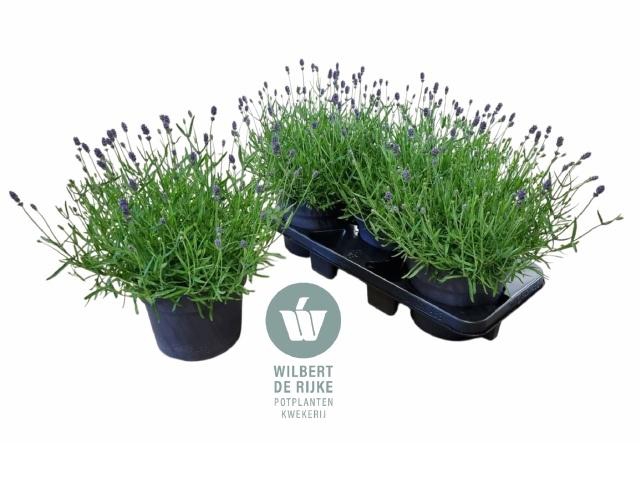 <h4>LAVAN AN HIDCOTE</h4>