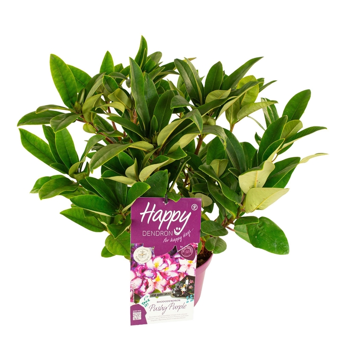 <h4>Rhododendron hybr. 'Happydendron'® 'Pushy Purple'</h4>