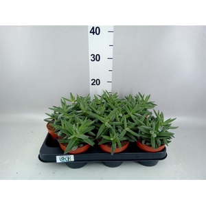 Crassula   ...