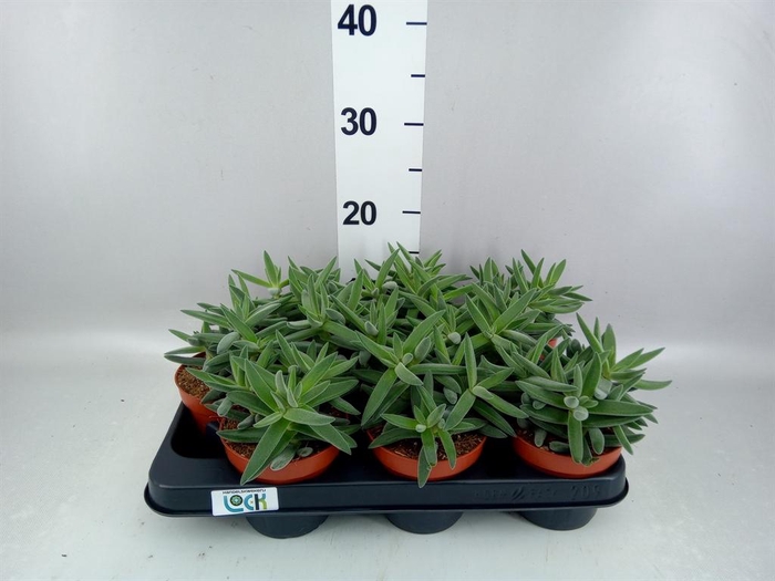 <h4>Crassula   ...</h4>