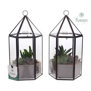 Lantaarn Geometrisch met Succulenten
