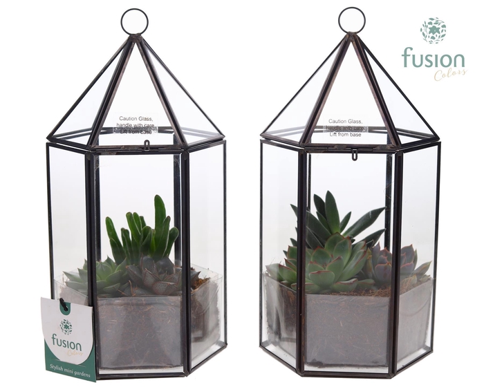 <h4>Lantaarn Geometrisch met Succulenten</h4>