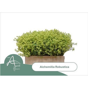 Alchem M Robustica