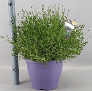 Lavandula angus. 'Essence Pure'