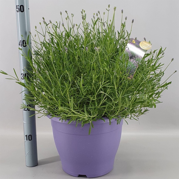 <h4>Lavandula angus. 'Essence Pure'</h4>