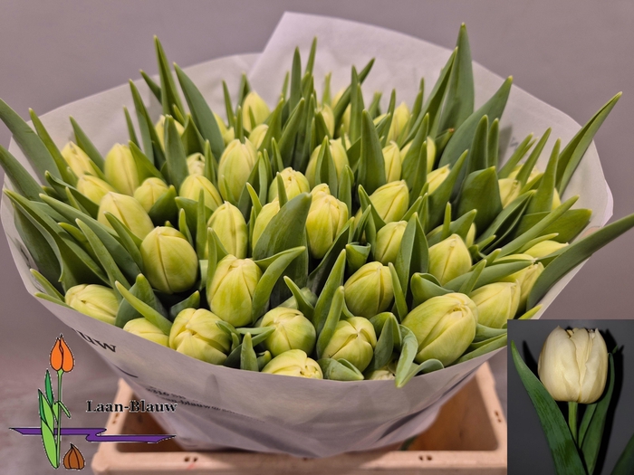 <h4>TU DU VERONA</h4>