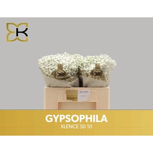 GYPS PA XLENCE