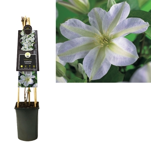 Clematis 'Yukikomachi' +3.0 label
