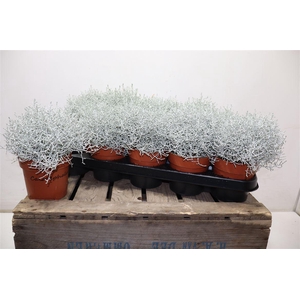 arr8 Leucoph Brownii