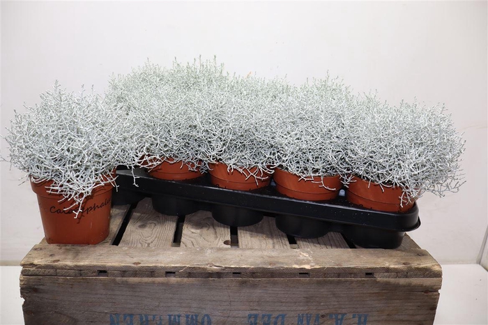 <h4>arr8 Leucoph Brownii</h4>