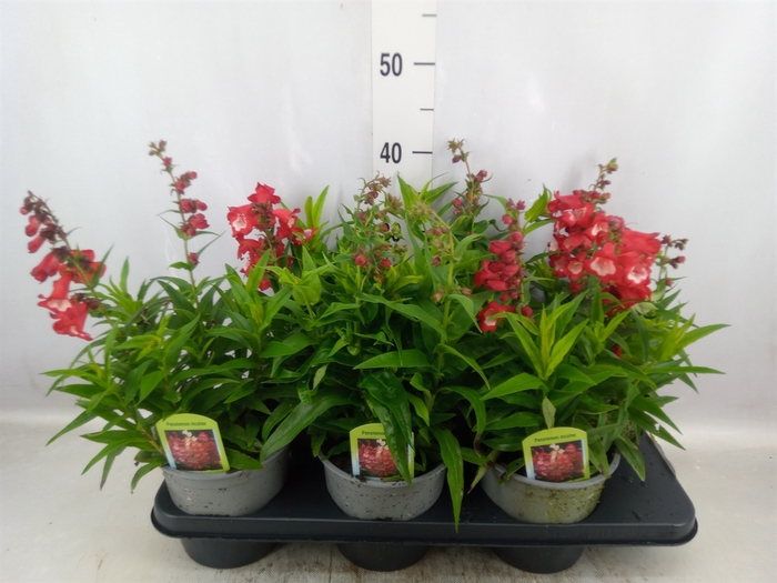 <h4>Penstemon   ...</h4>