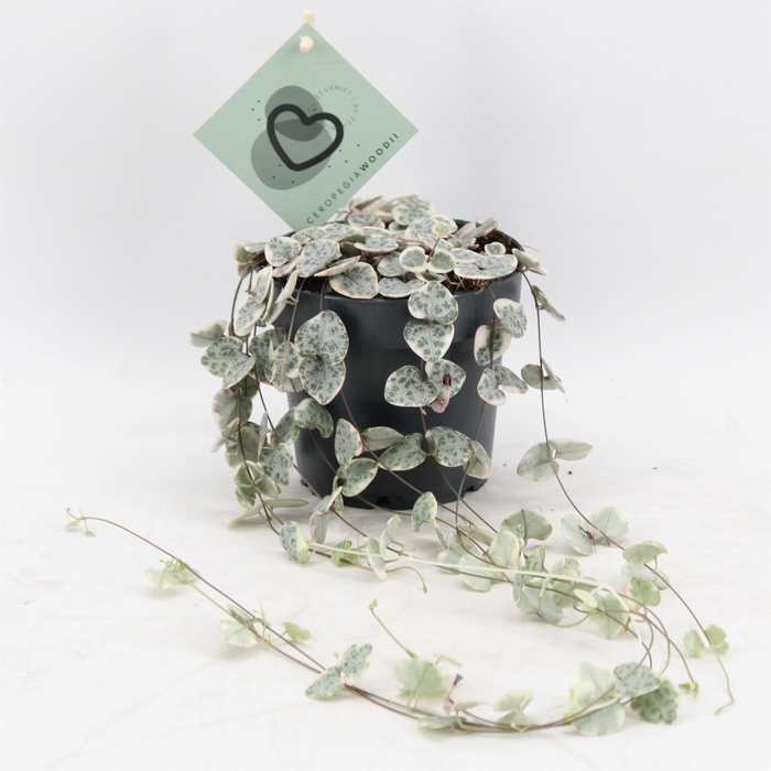 <h4>Ceropegia woodii 'Variegata'</h4>