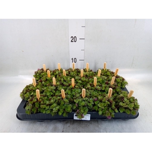 Callisia repens 'Turtle'