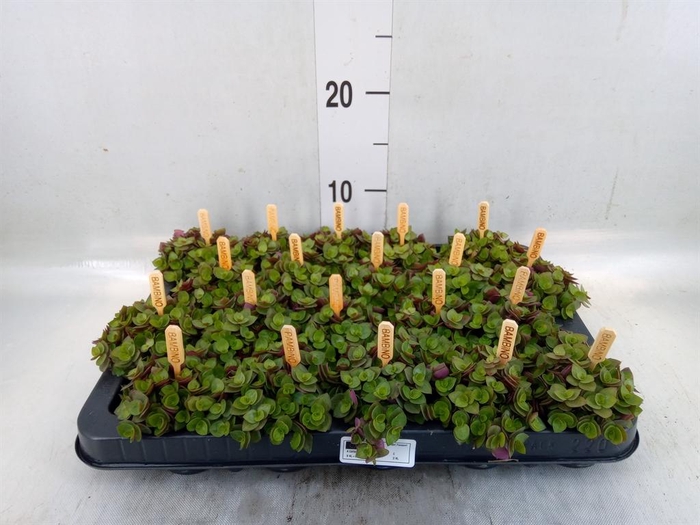 <h4>Callisia repens 'Turtle'</h4>