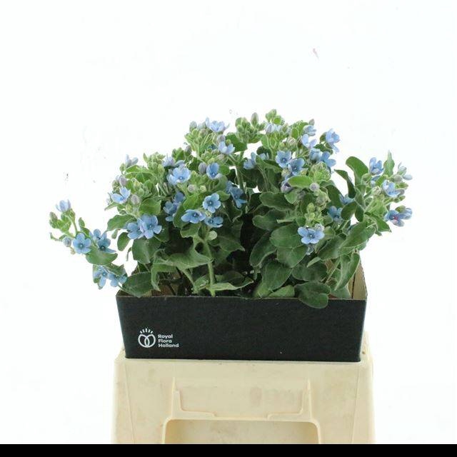 <h4>OXY CO TAN PURE BLU</h4>