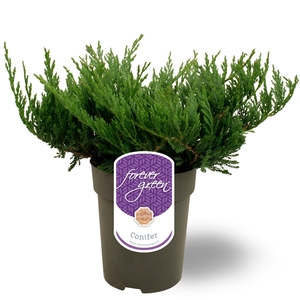 Juniperus horizontalis 'Blue Chip' P15