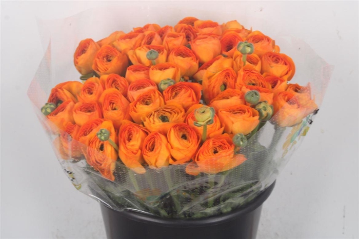 <h4>Ran... Su Lambada Super</h4>