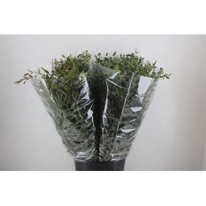 Euca Parvifolia 200gr P Bunch