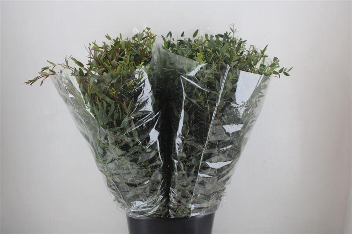 <h4>Euca Parvifolia 200gr P Bunch</h4>