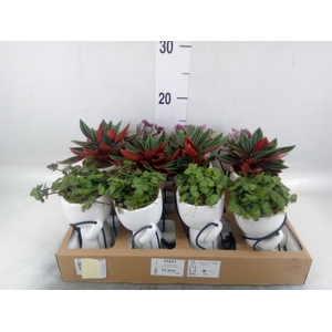 Arr.   Kamerplant Groen L%