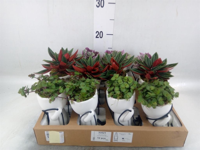<h4>Arr.   Kamerplant Groen L%</h4>