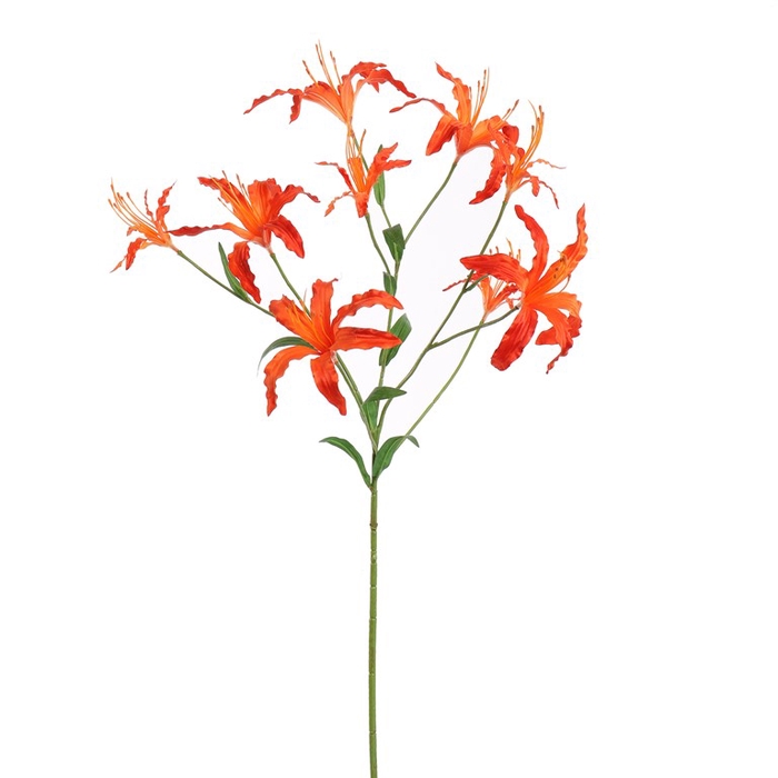 <h4>Lycoris radiata 90cm orange</h4>