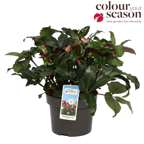 <h4>Helleborus Angel Glow P23</h4>