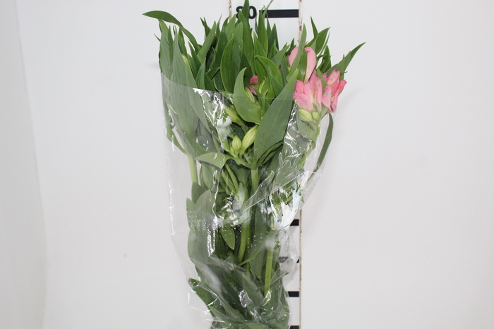 <h4>ALSTROEMERIA DUBAI 080 CM</h4>