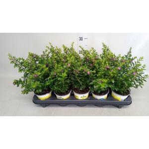 Cuphea hyssop. 'Floriglory'