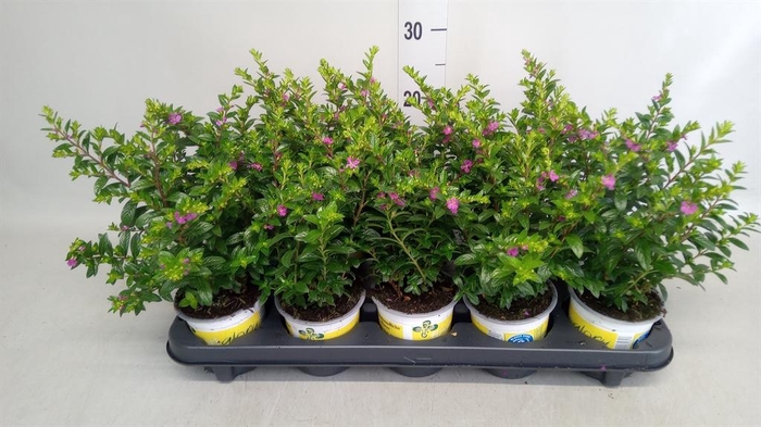 <h4>Cuphea hyssop. 'Floriglory'</h4>