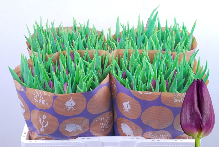 <h4>TU EN LAPTOP</h4>