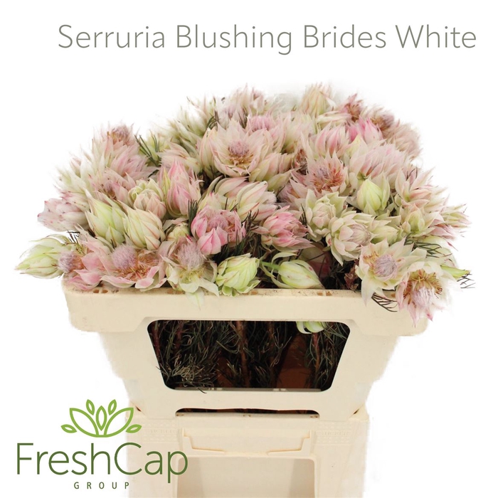 <h4>Serruria Blushing Brides White 4-9 Flwrs</h4>