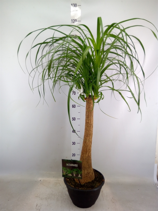 <h4>Beaucarnea recurvata</h4>