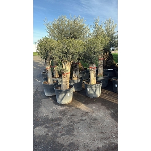 OLEA EUROPAEA