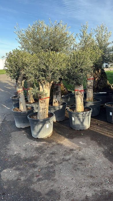 <h4>OLEA EUROPAEA</h4>