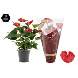 Anthurium Diamond Red in Couture Diamond Line Purple sleeve