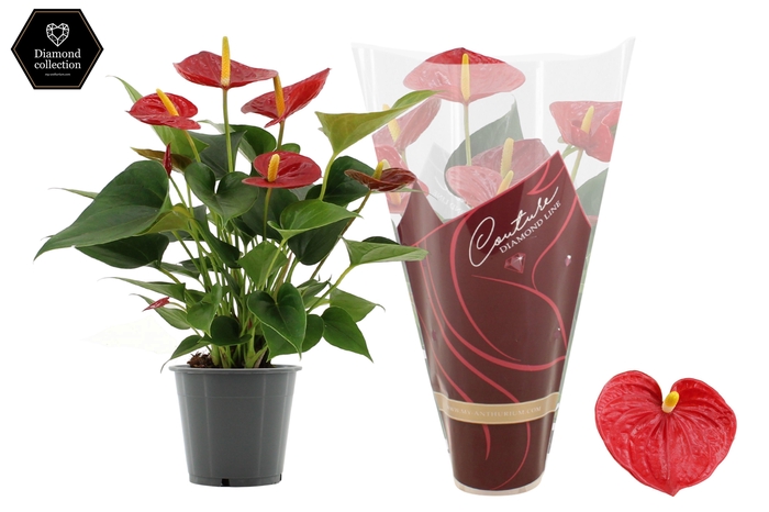 <h4>Anthurium 12 cm Diamond Red in Couture Diamond Line Purple sleeve</h4>