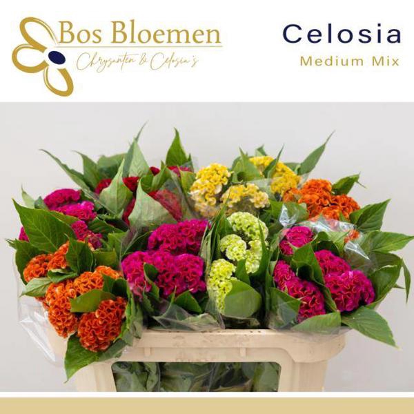 <h4>Celosia Reprise Mix Bos</h4>