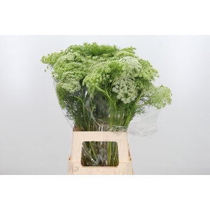Ammi Majus Visnaga