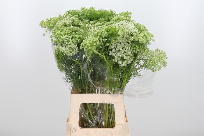<h4>Ammi Majus Visnaga</h4>