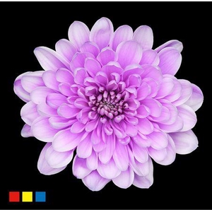 Chr T Altaj Pastel Milka