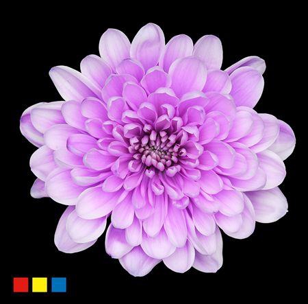 <h4>Chr T Altaj Pastel Milka</h4>